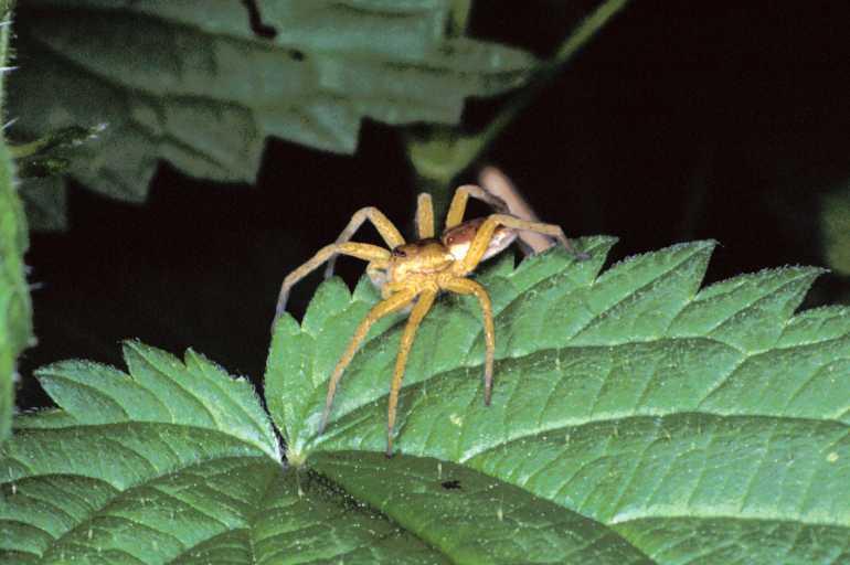 Dolomedes_fimbriatus_P1168_Z_75_Les Gris_Frankrijk.jpg